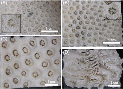 Changes in the Number of Symbionts and Symbiodinium Cell Pigmentation Modulate Differentially Coral Light Absorption and Photosynthetic Performance